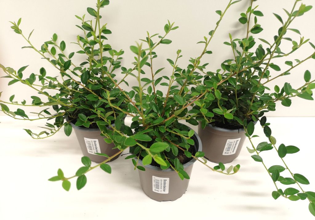 Cotoneaster Coral beauty, D 11