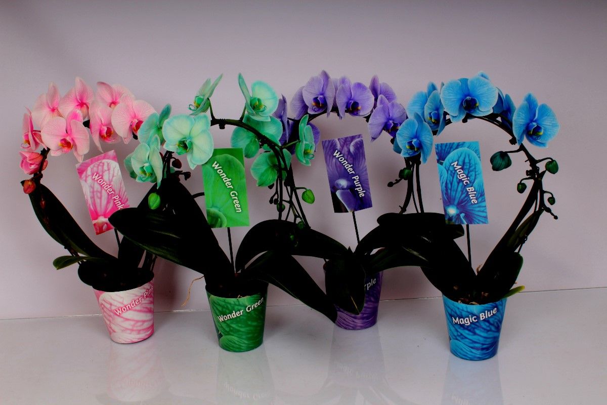 Magic / Wonder Spiegelboog Mix, D 12