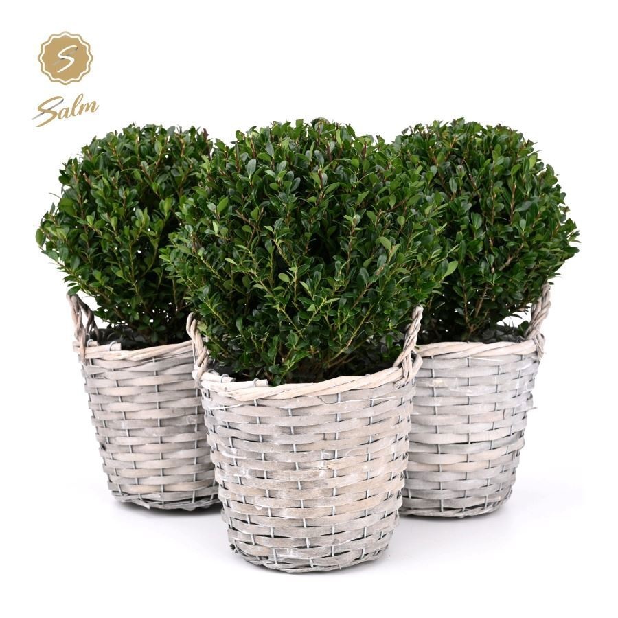 Ilex crenata 'Jenny'® Ball Ø20cm P17 in Basket, D 19