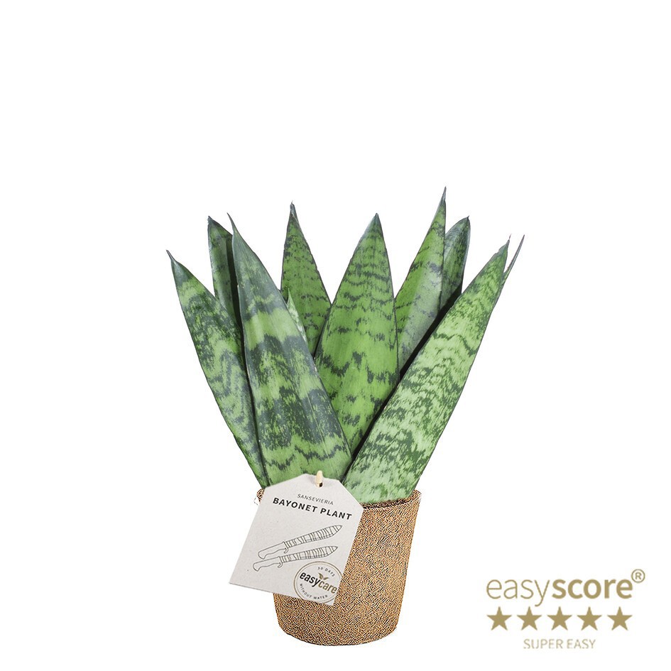 SANSEVIERIA TRIFASCIATA 'ZEYLANICA' COCOZ, D 9