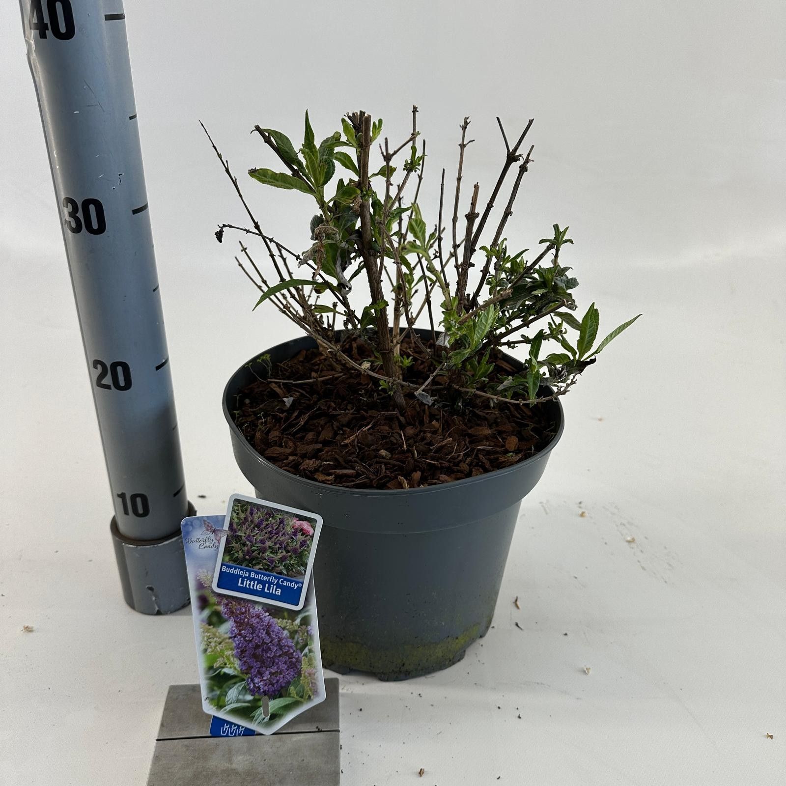 Buddleja d. Butt. Candy® Little Lila ('BotEx 004'PBR), D 23