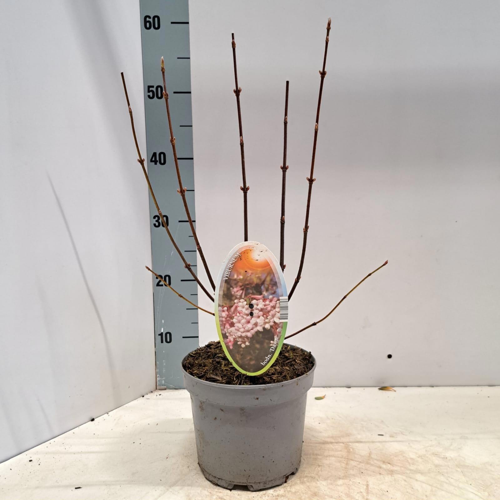 Viburnum bodnantense 'Dawn', D 17