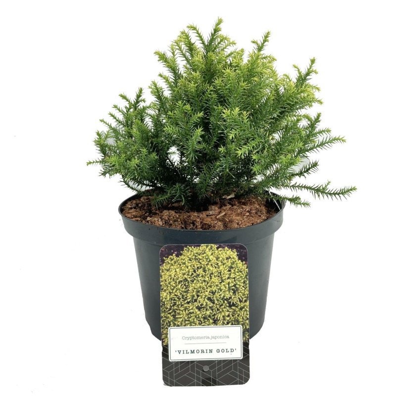 Cryptomeria j. 'Vilmorin Gold', D 18