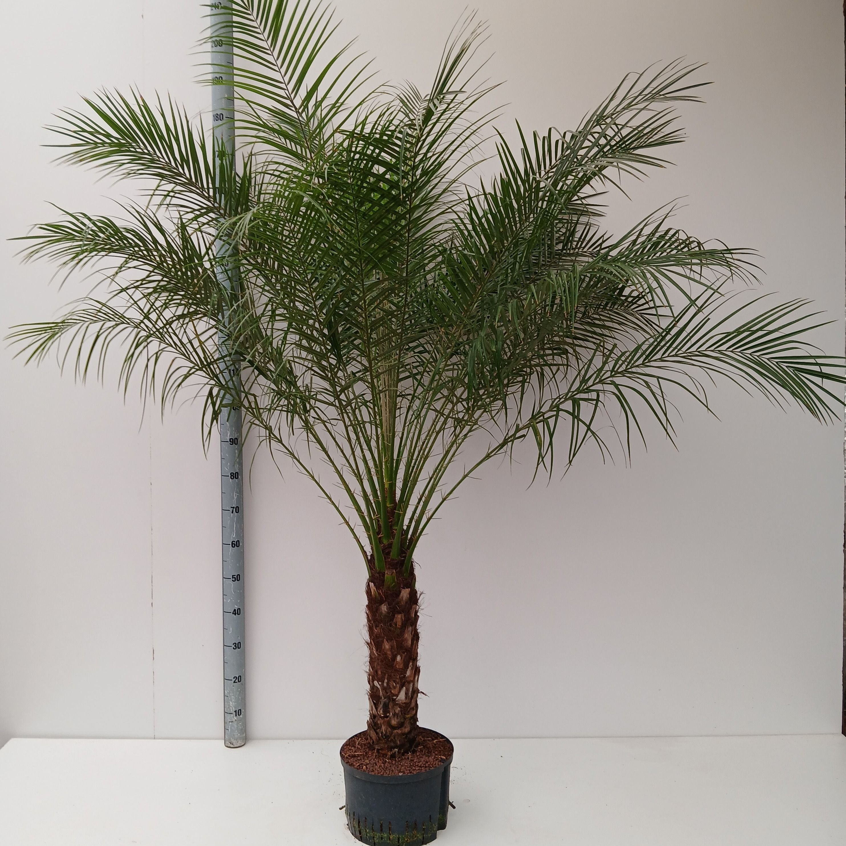 phoenix roebelenii hydro, D 40