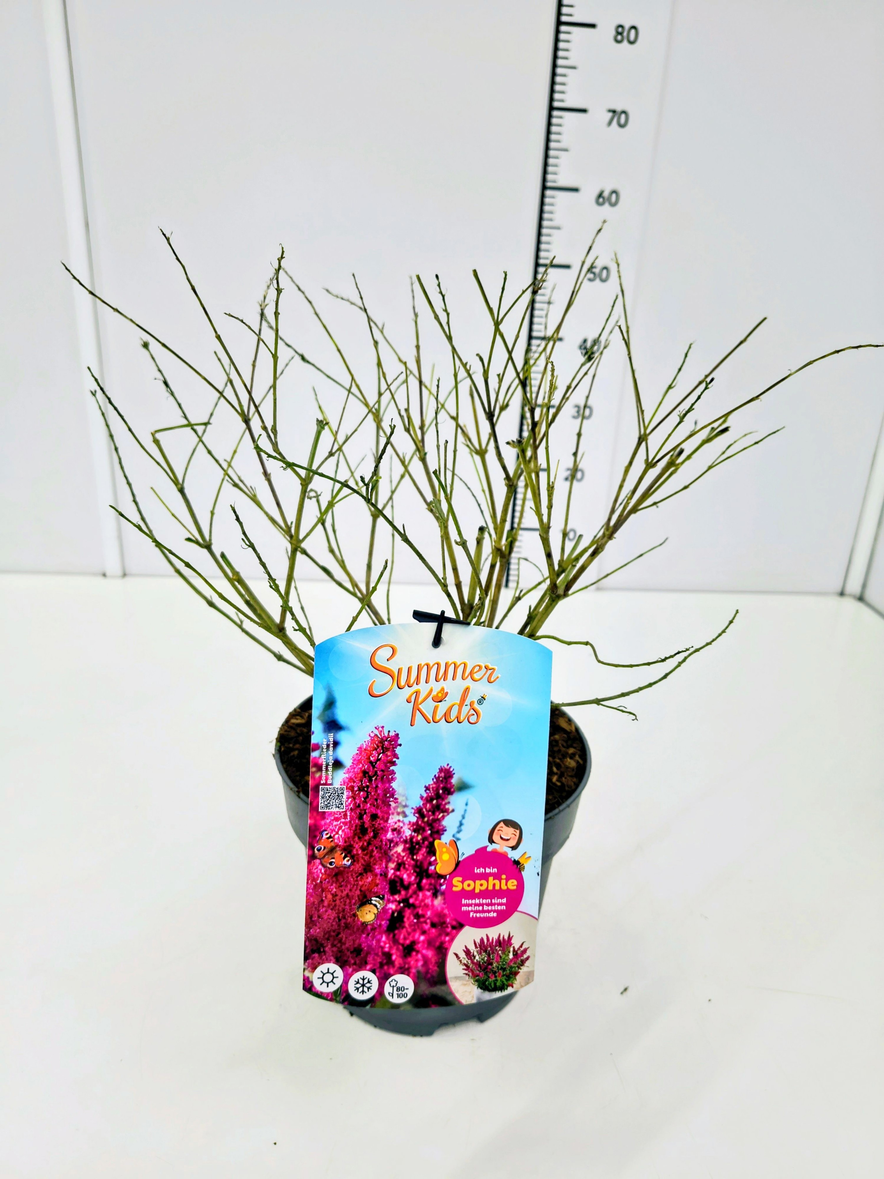 Buddleja d. 'Summer Kids® Sophie' C5, D 23