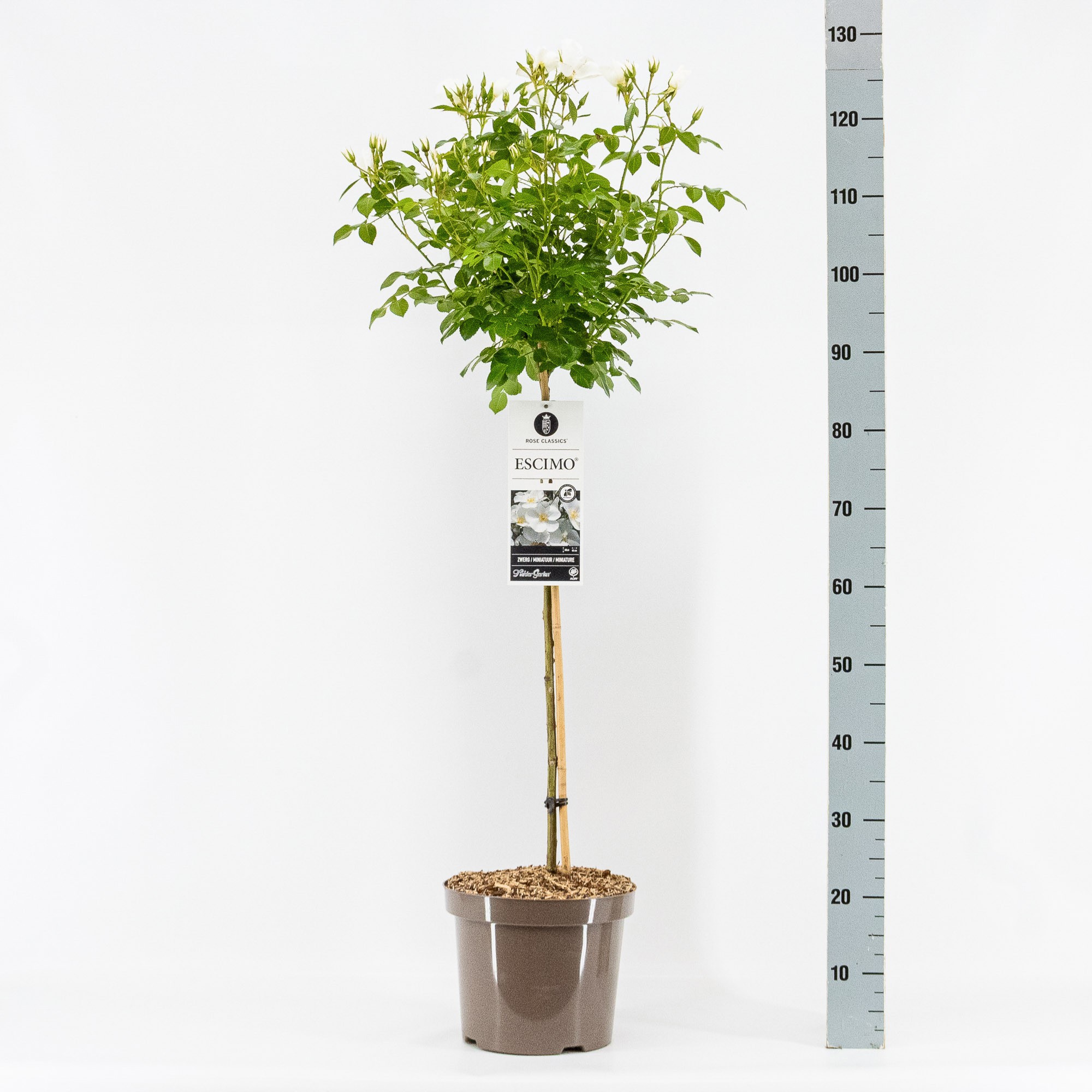 Rosa (P) Escimo ®, stam 70, C7.5, D 26