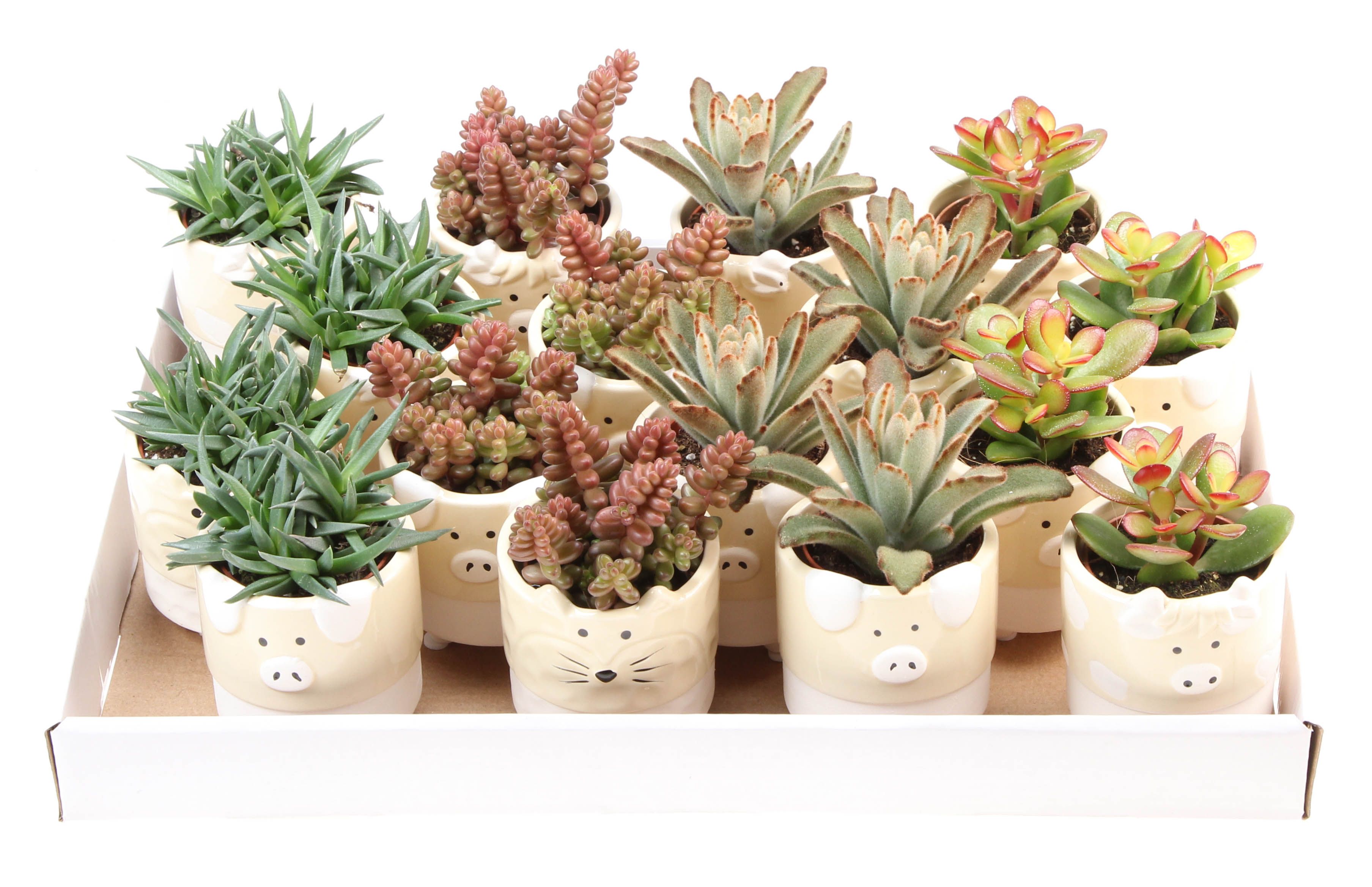 Succulenten mix dierenpot, D 7