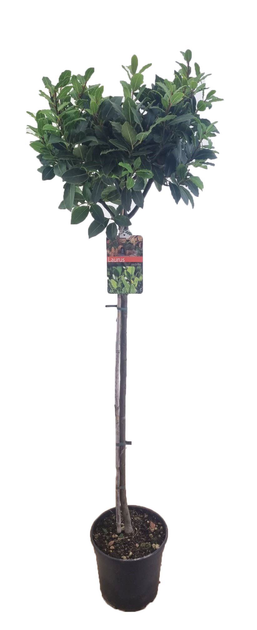 Laurus nobilis, D 24