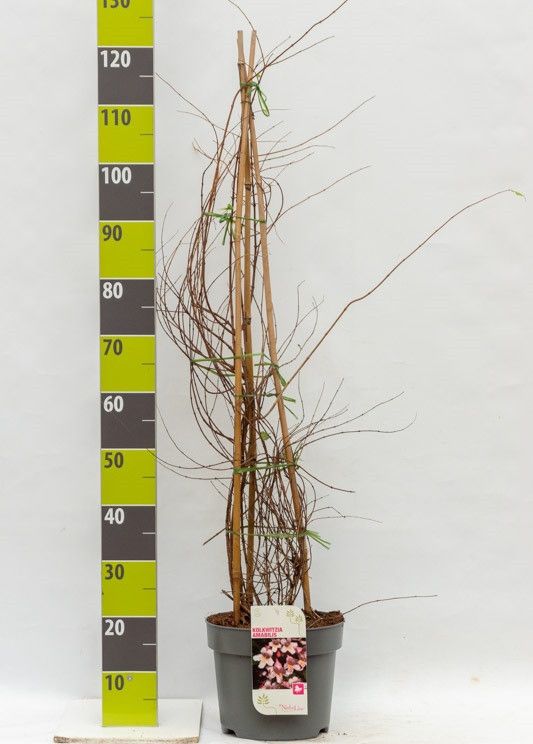 Kolkwitzia amabilis 'Pink Cloud' C 7,5, D 27