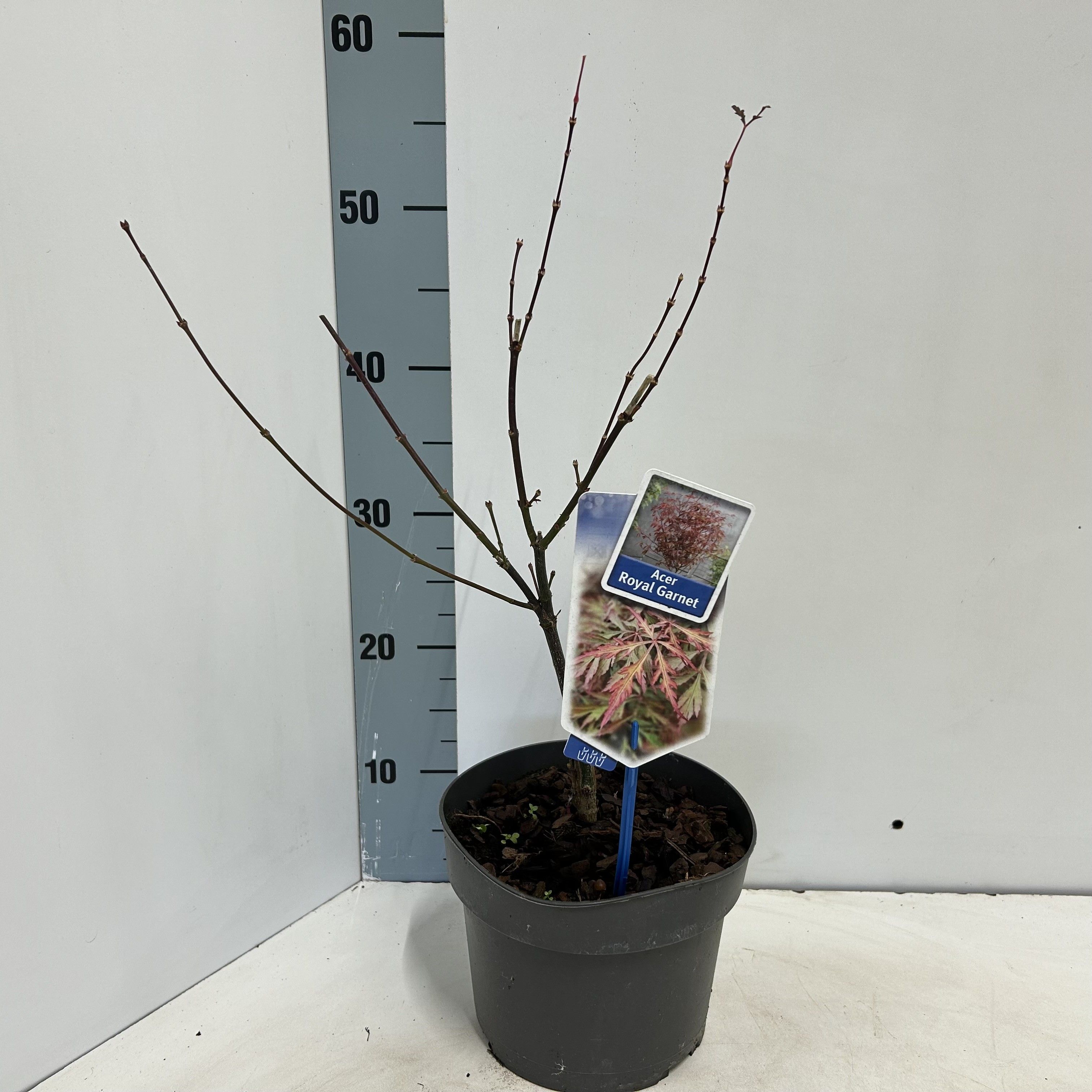 Acer pal. Royal Garnet ('Opstal11PBR), D 19