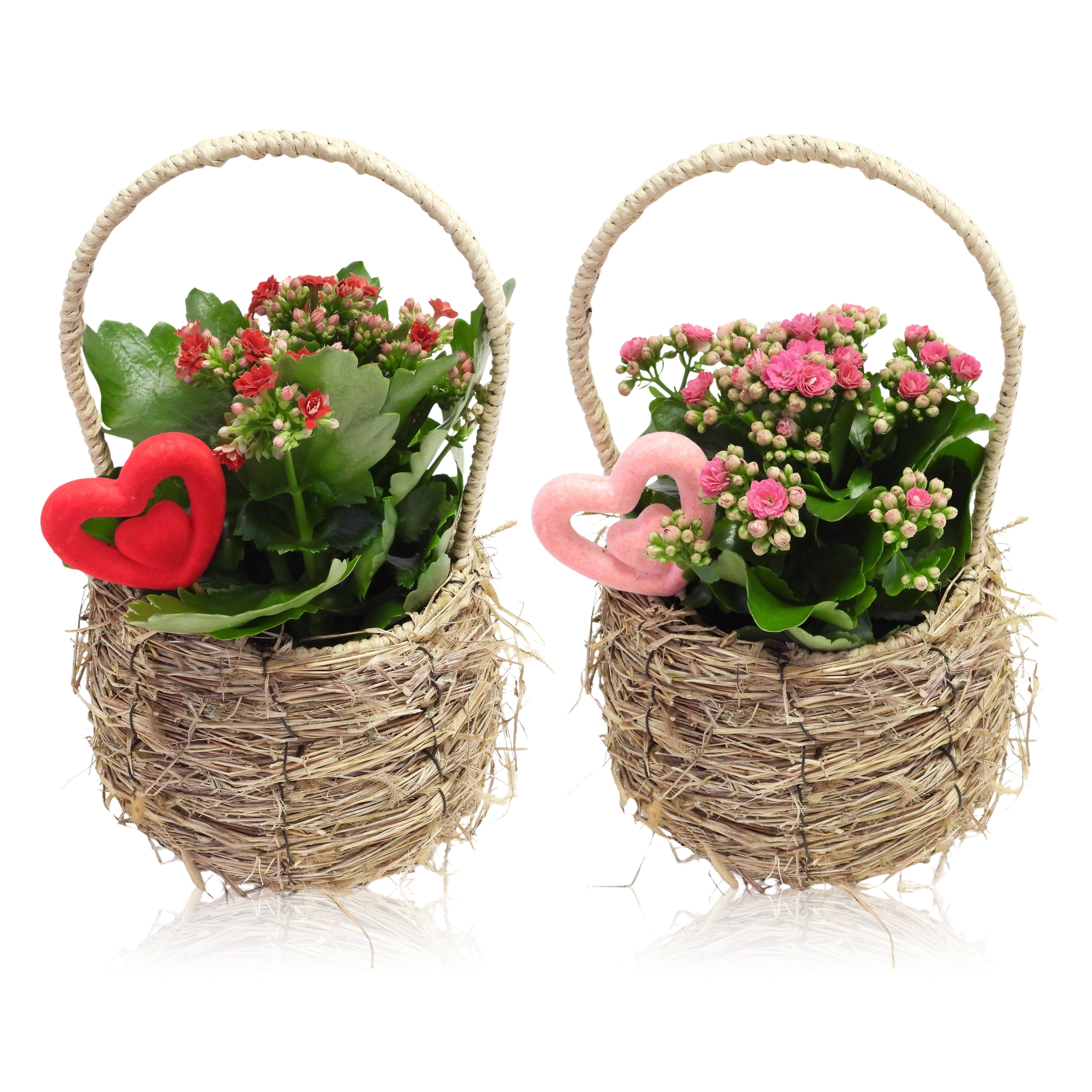 Love Specials Kalanchoe Mand Met Hengsel 19 cm, D 19