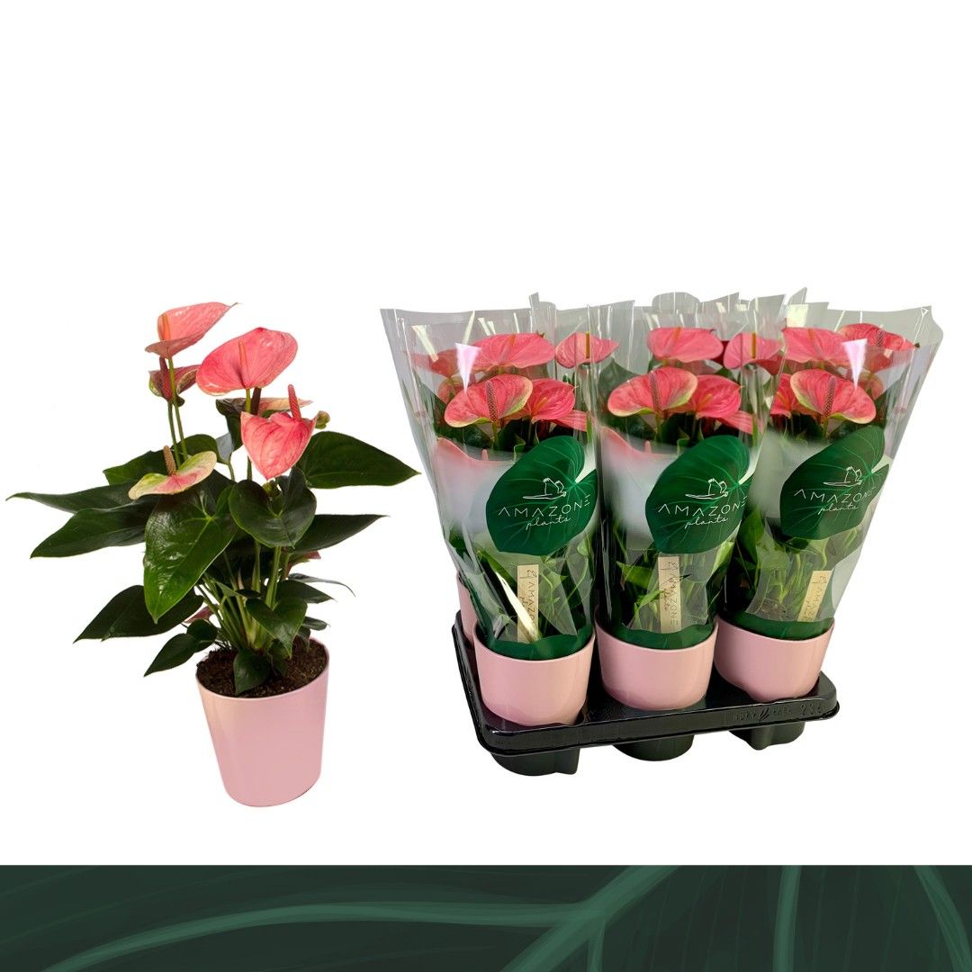 Anthurium Sweet Dream 12cm roze keramiek, D 12