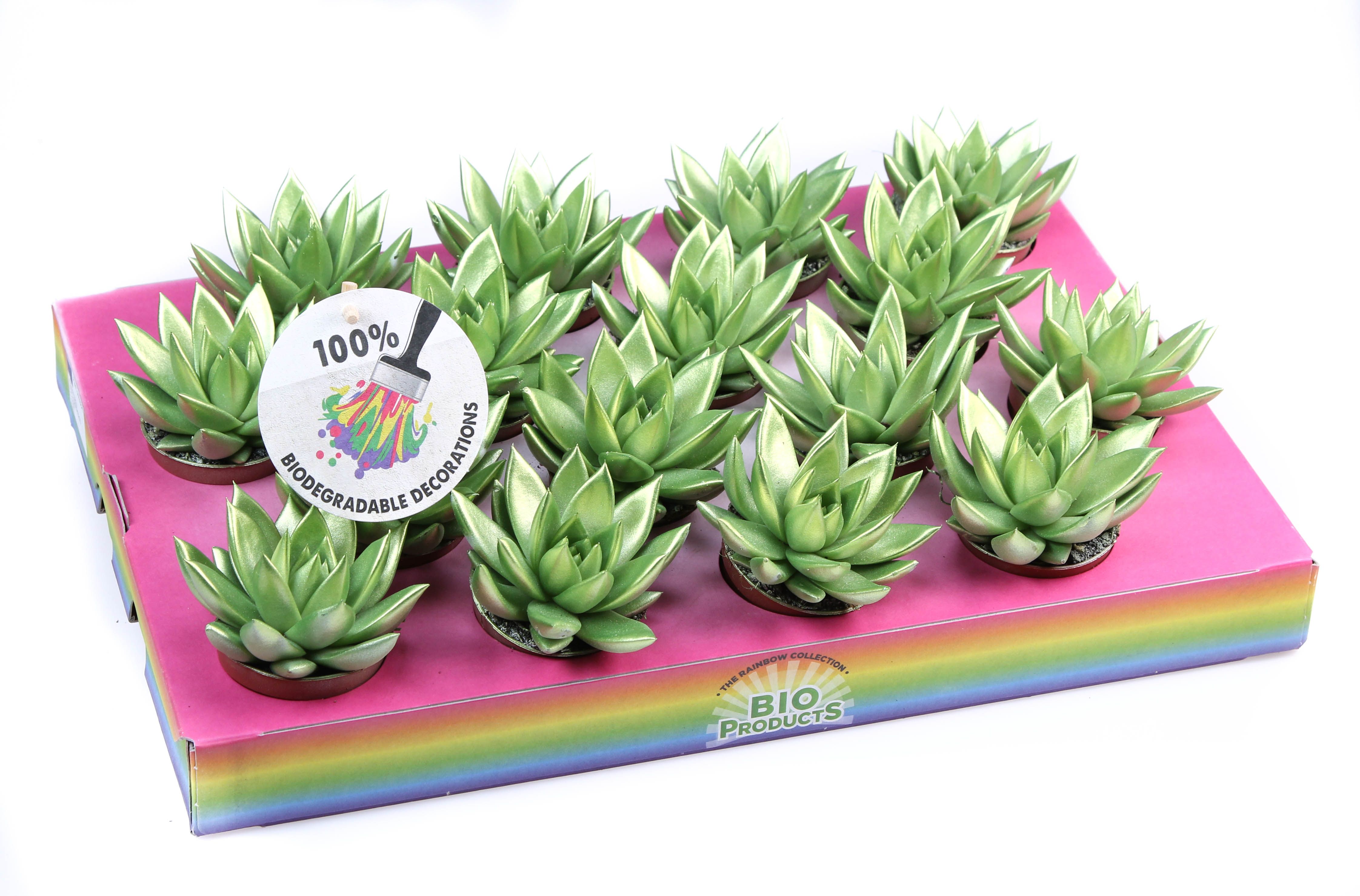 Rainbow Metallic green, D 6,5