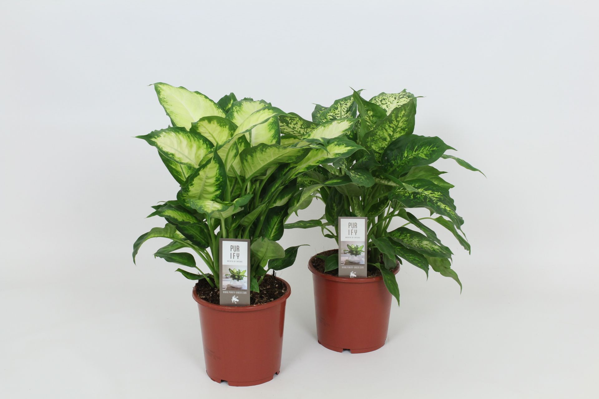 Purify Dieffenbachia Camilla/Compacta 17 cm, D 17