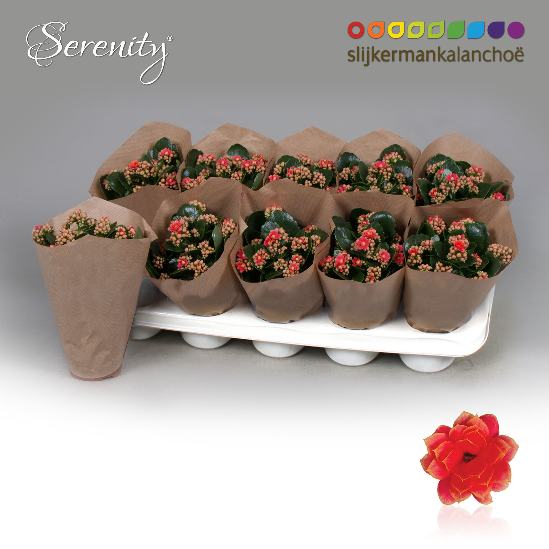 Kalanchoe Papersleeve - Serenity Coral, D 10,5