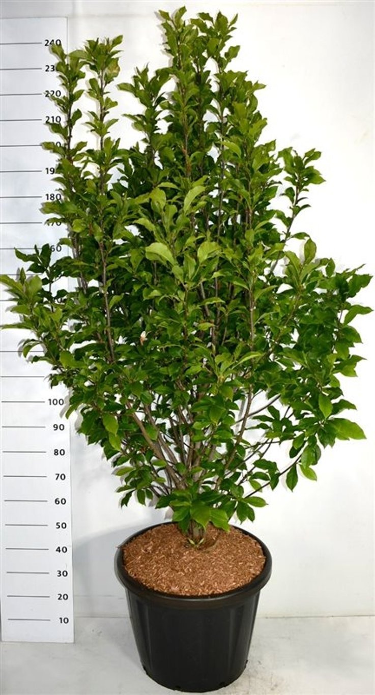 Magnolia 'Susan', D 58