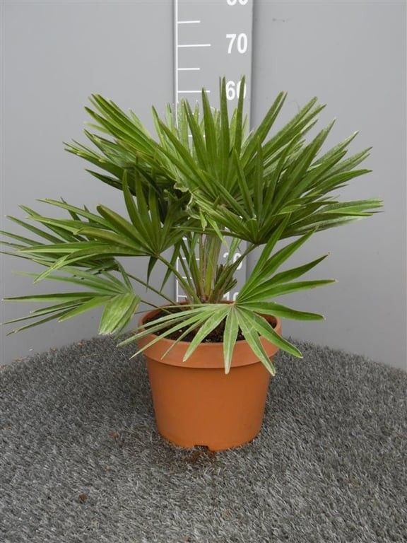 Chamaerops humilis Vulcano P22, D 22