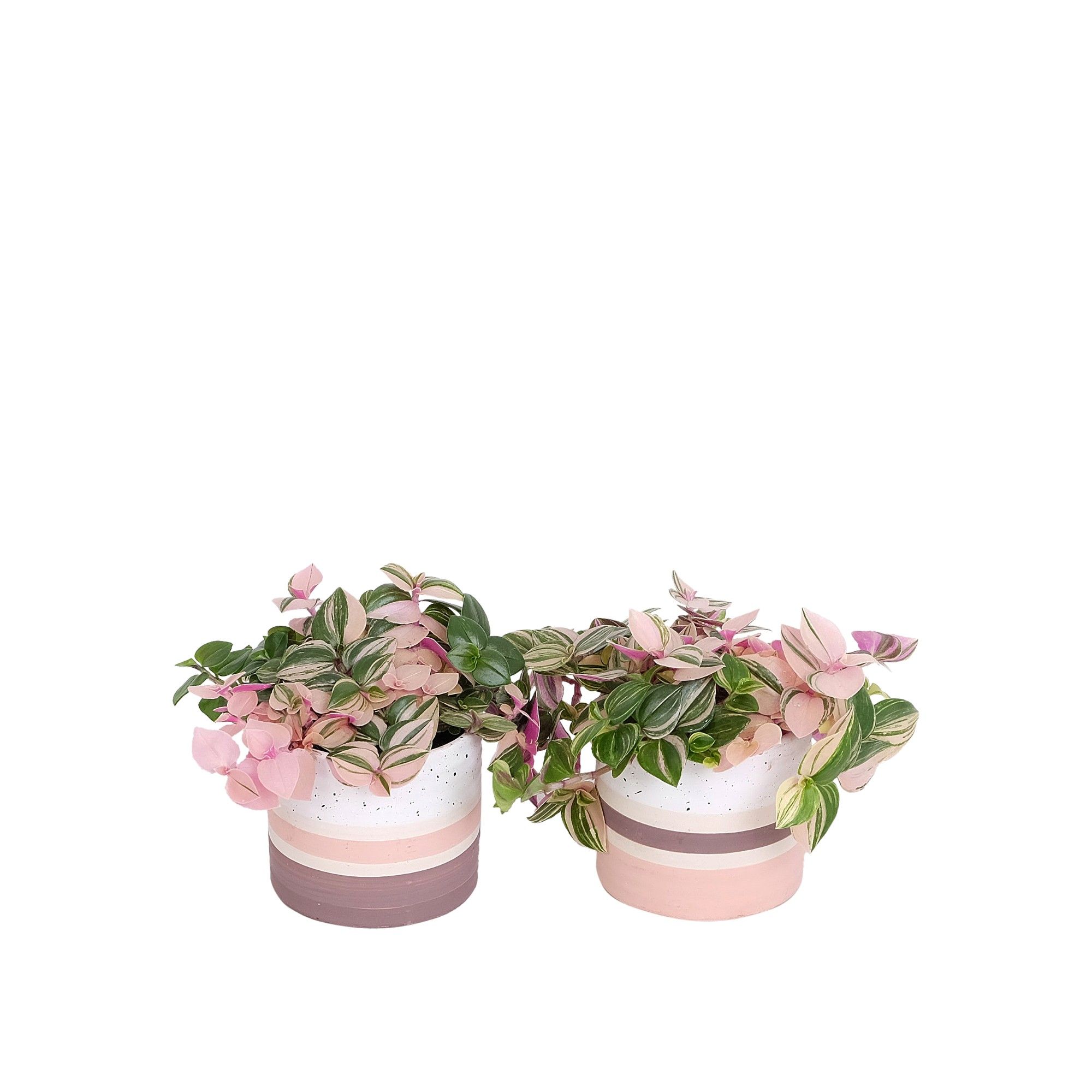 Reykjavik Love with Compact Foliage, D 6