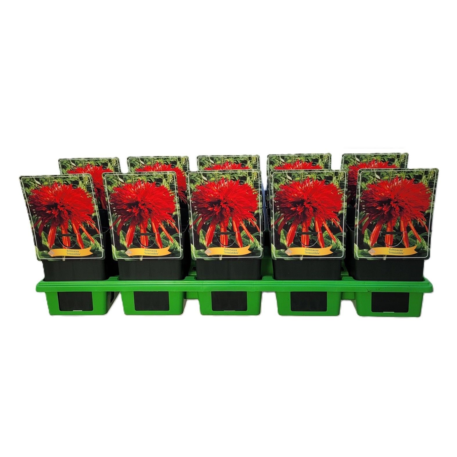 Echinacea 'Irresistible' P11, D 11