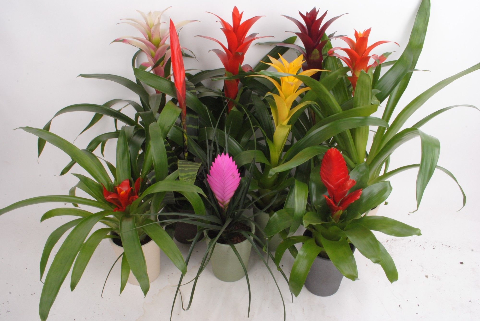 Bromelia mix in "pastelkleurig" keramiek, D 9