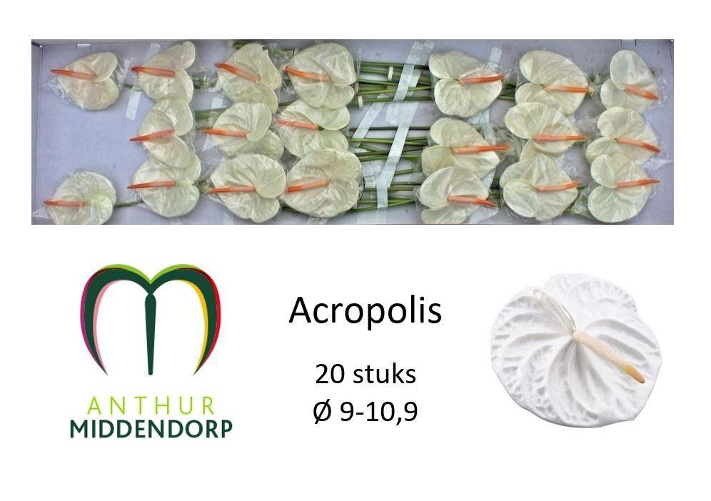 Антуриум Акрополис (бел.) x20, шт.