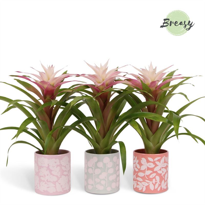 Guzmania Deseo Magical White - 12cm in Sevilla | Mimesis, D 12