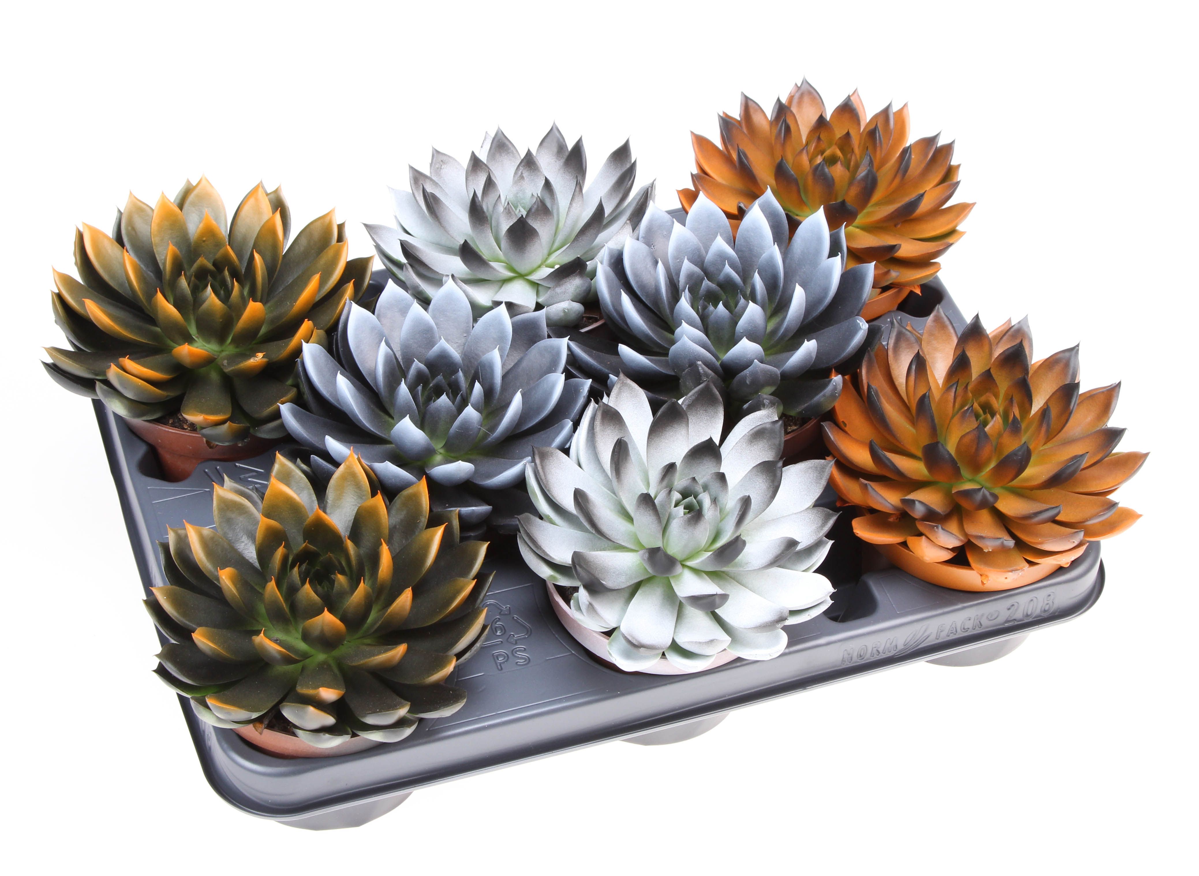 Halloween bicolor mix, D 10,5