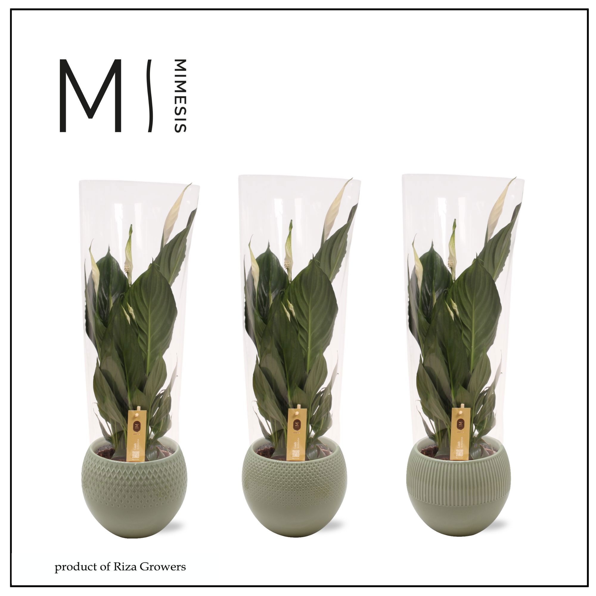 Spathiphyllum Pico Cupido Nature - 13cm in Bolivia Green | Mimesis, D 13