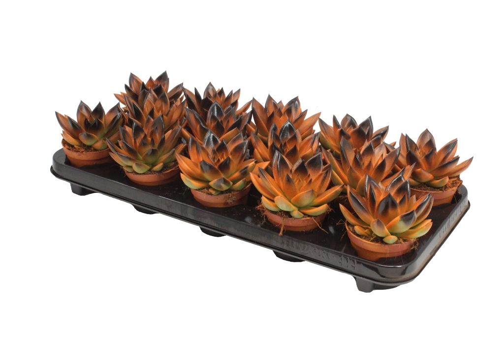 Miranda bicoloured orange/black, D 8,5