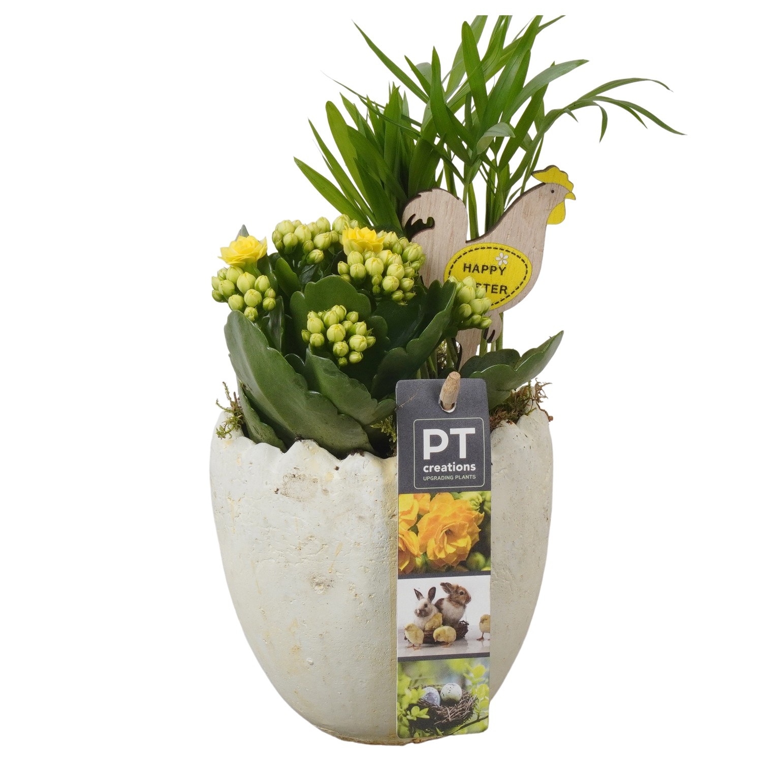 PTPB6597 Arrangement Easter in terracotta ei, D 11