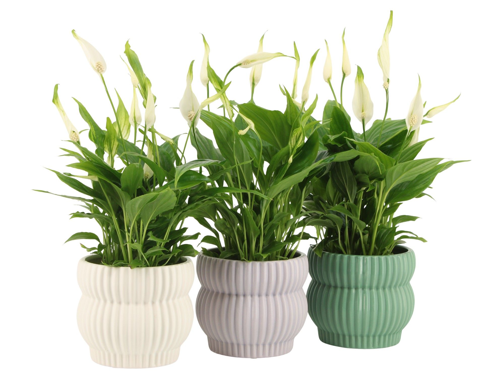 7501385: Solutionss Consideration, D 10,5