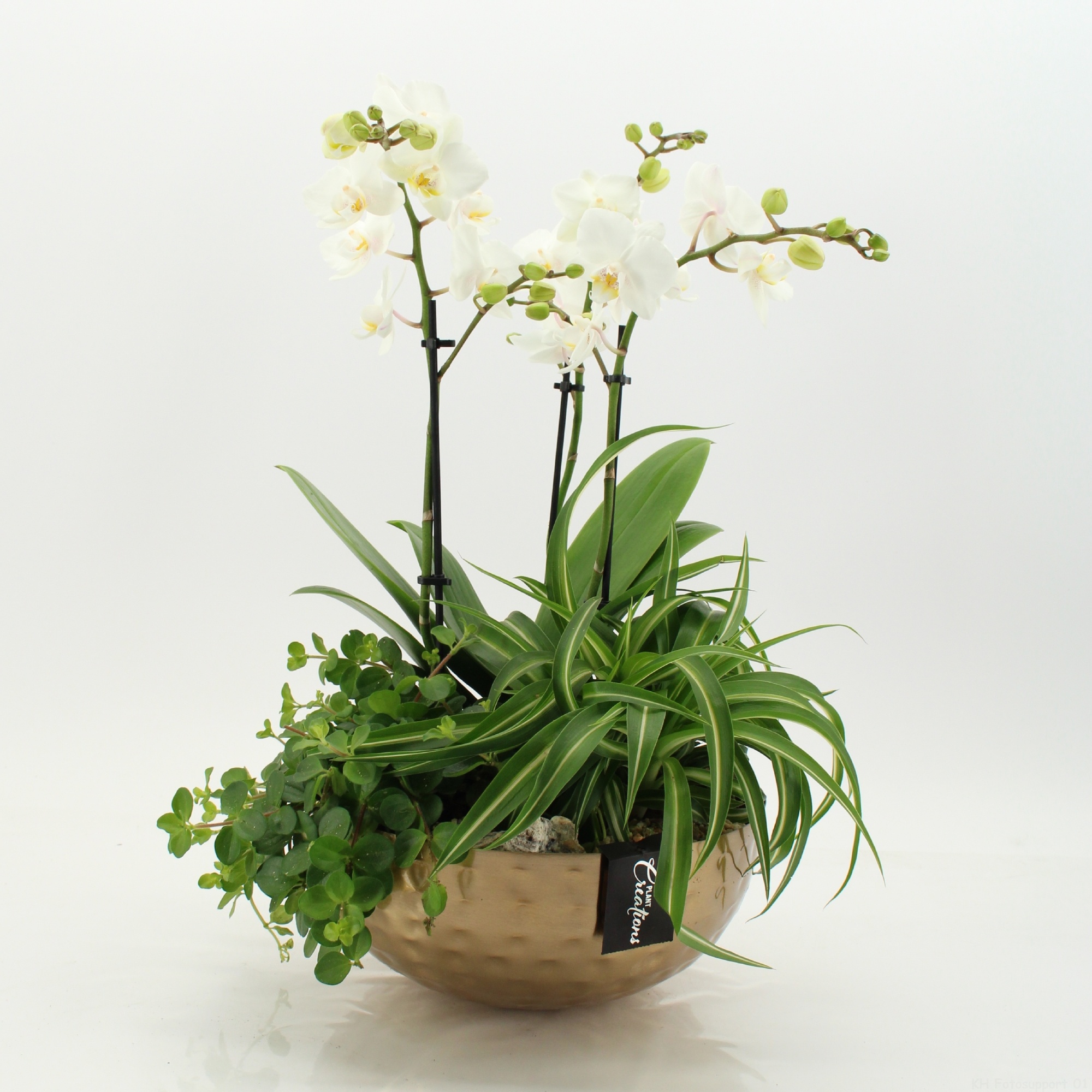 PHAL-2655 Phalaenopsis creatie, D 26