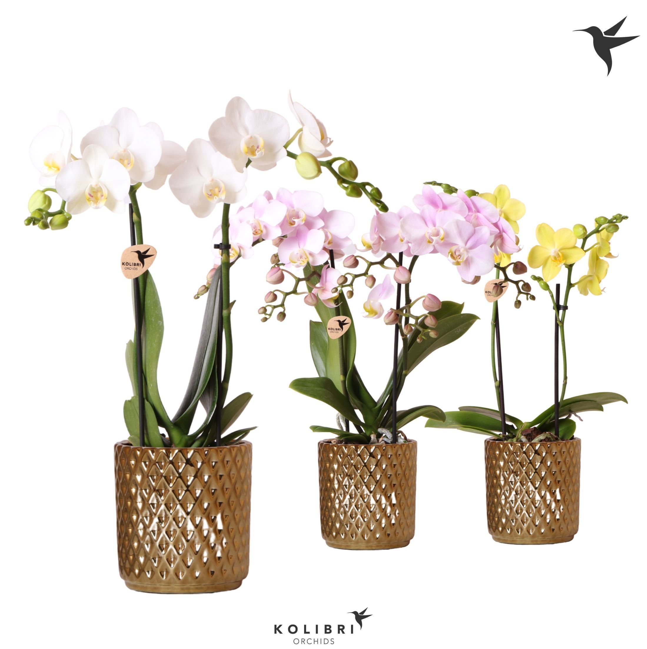Kolibri Orchids Phalaenopsis mix 2 spike in Diamond pot gold, D 9