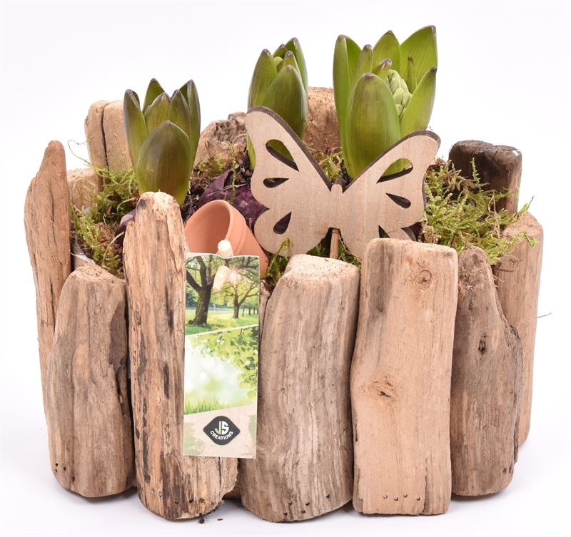 Druivenhout ovaal 21x14.5cm, D 21