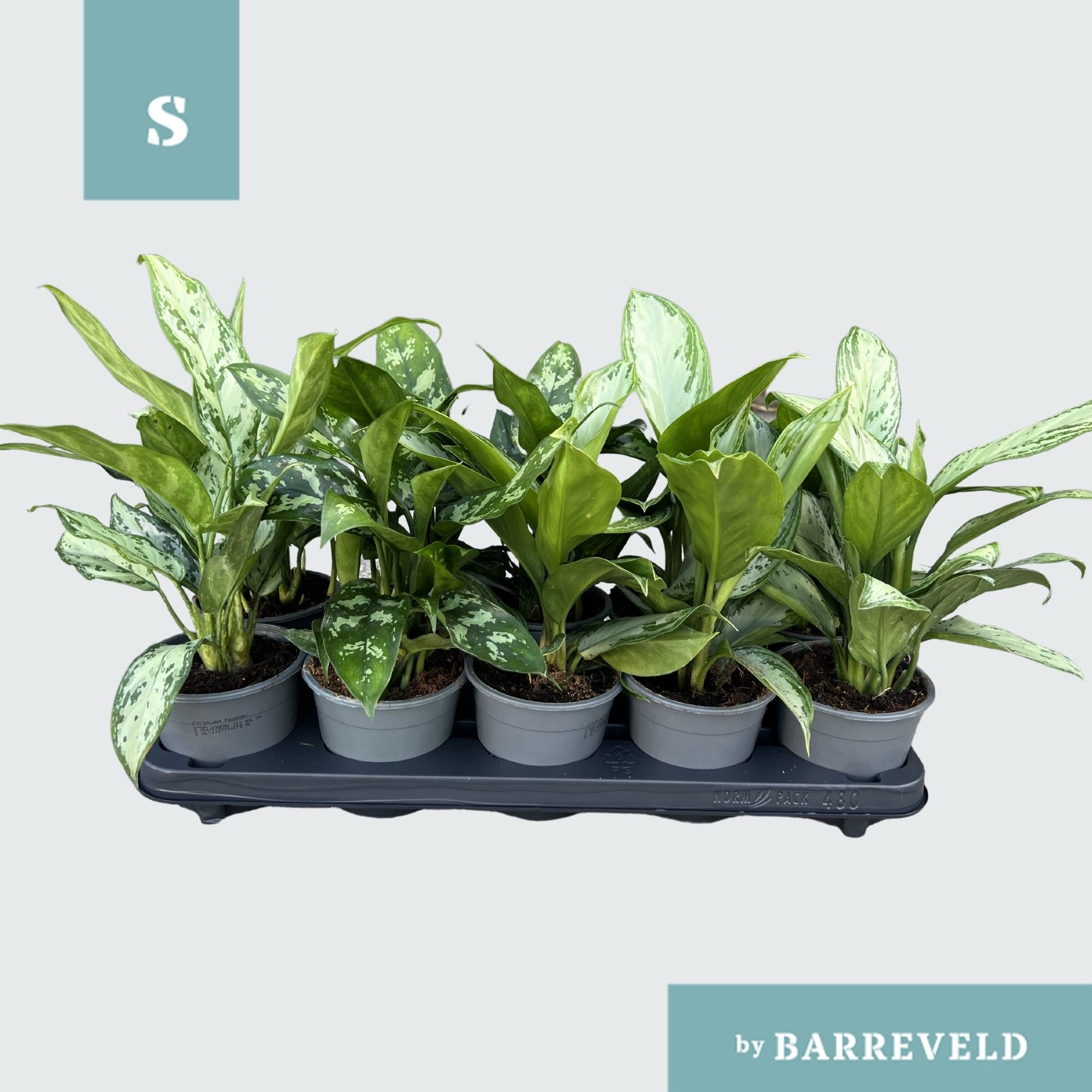 Green Agla 'mix' 11cm (Aglaonema), D 11