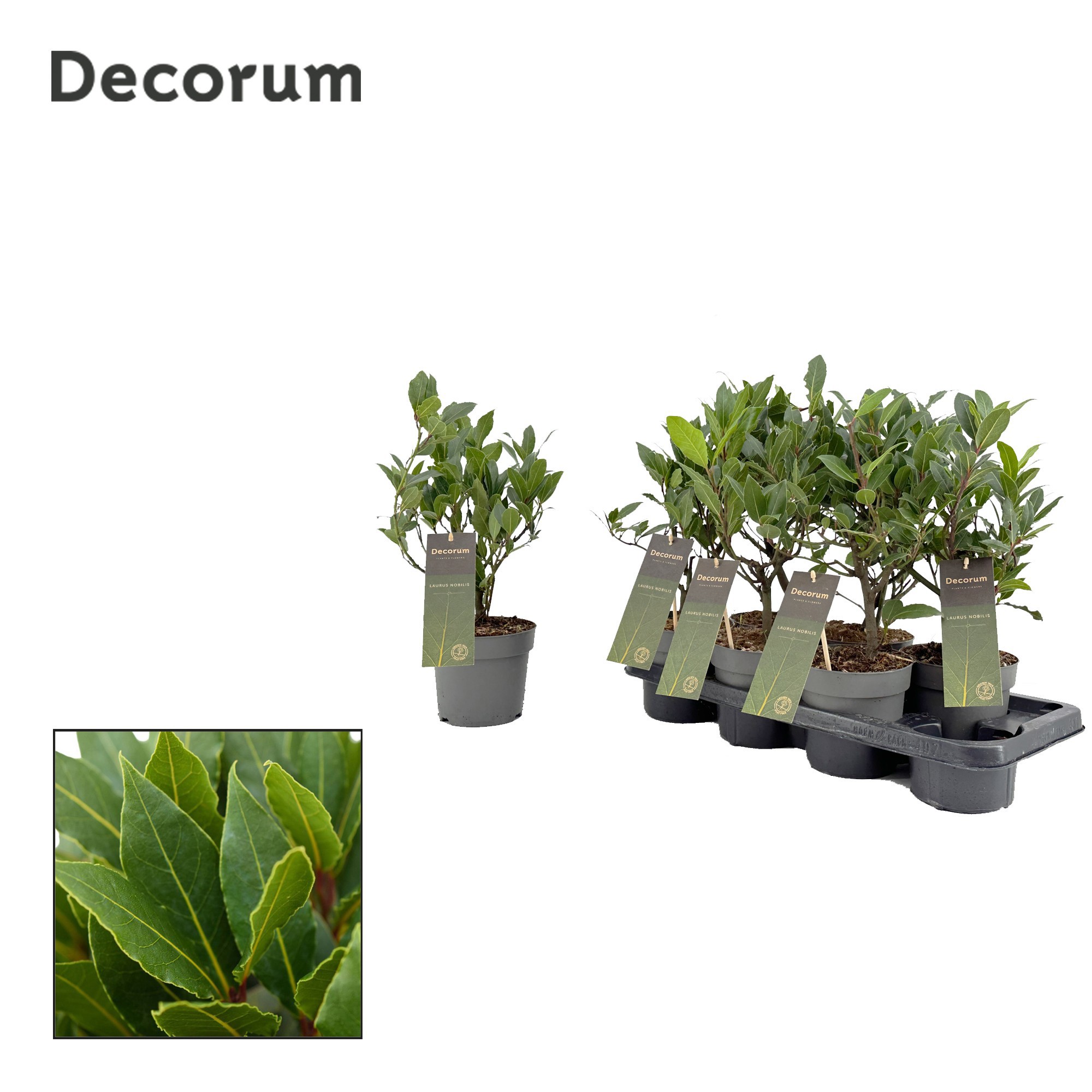 Laurus nobilis Struik, D 14