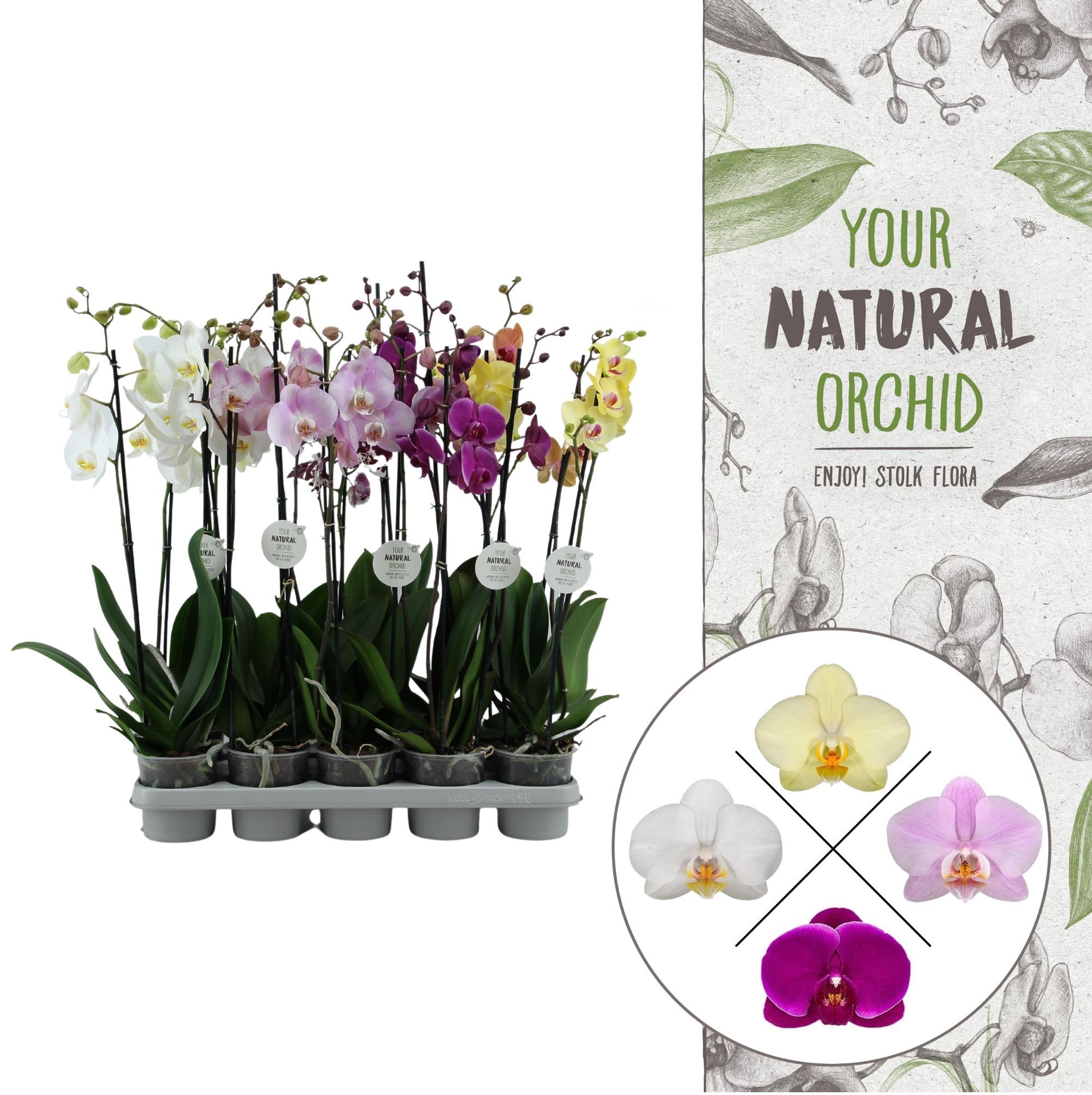 Your Natural Orchid | Mix 60cm | Phalaenopsis 2 spike, D 12