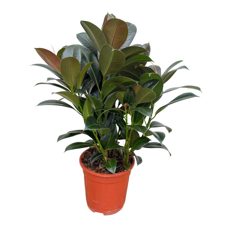 Ficus 'Cyathistipula' toef - 80cm, D 21