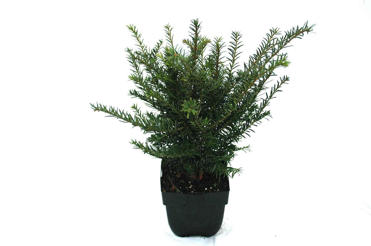 Taxus baccata P17, D 17