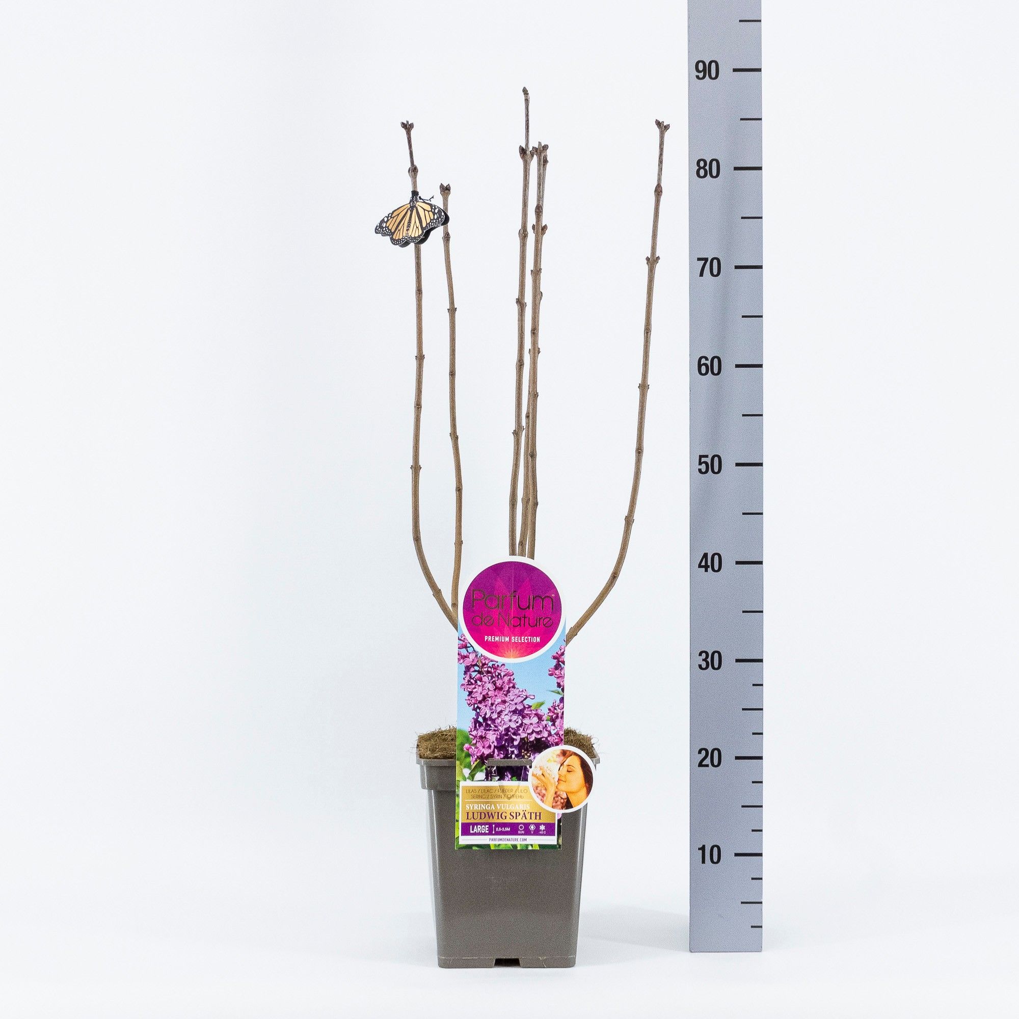 Syringa And. an Ludwig Späth, 'Premium Selection', C5, D 23