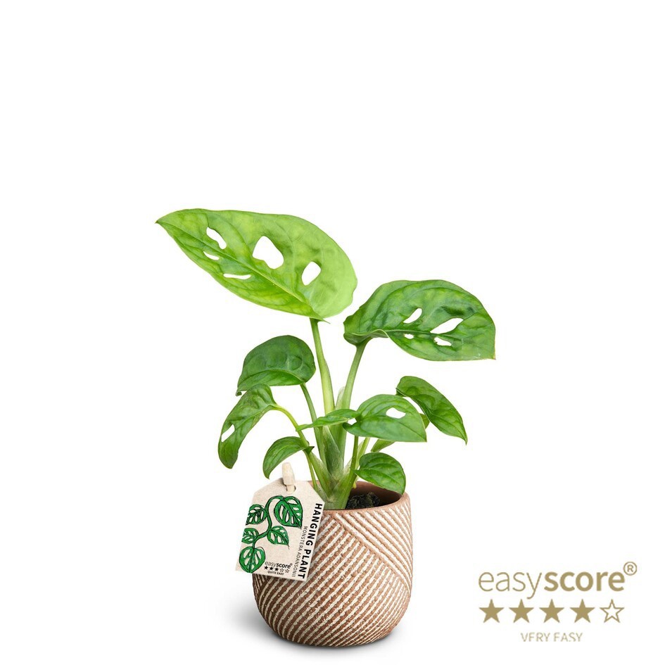 MONSTERA ADANSONII 40622042 Grove, D 7