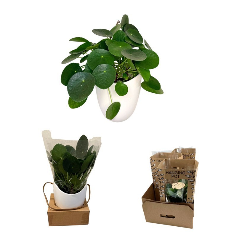 PILEA PEPEROMIOIDES, D 12