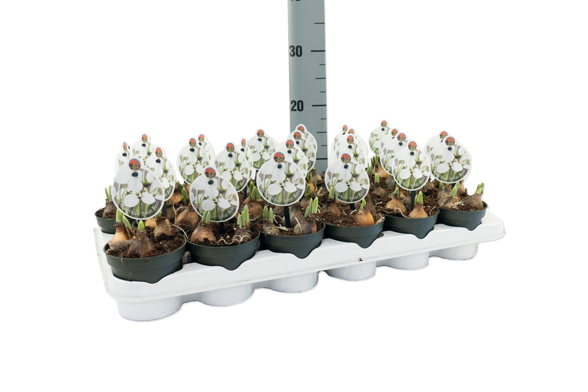 Galanthus Polar Bear, D 9