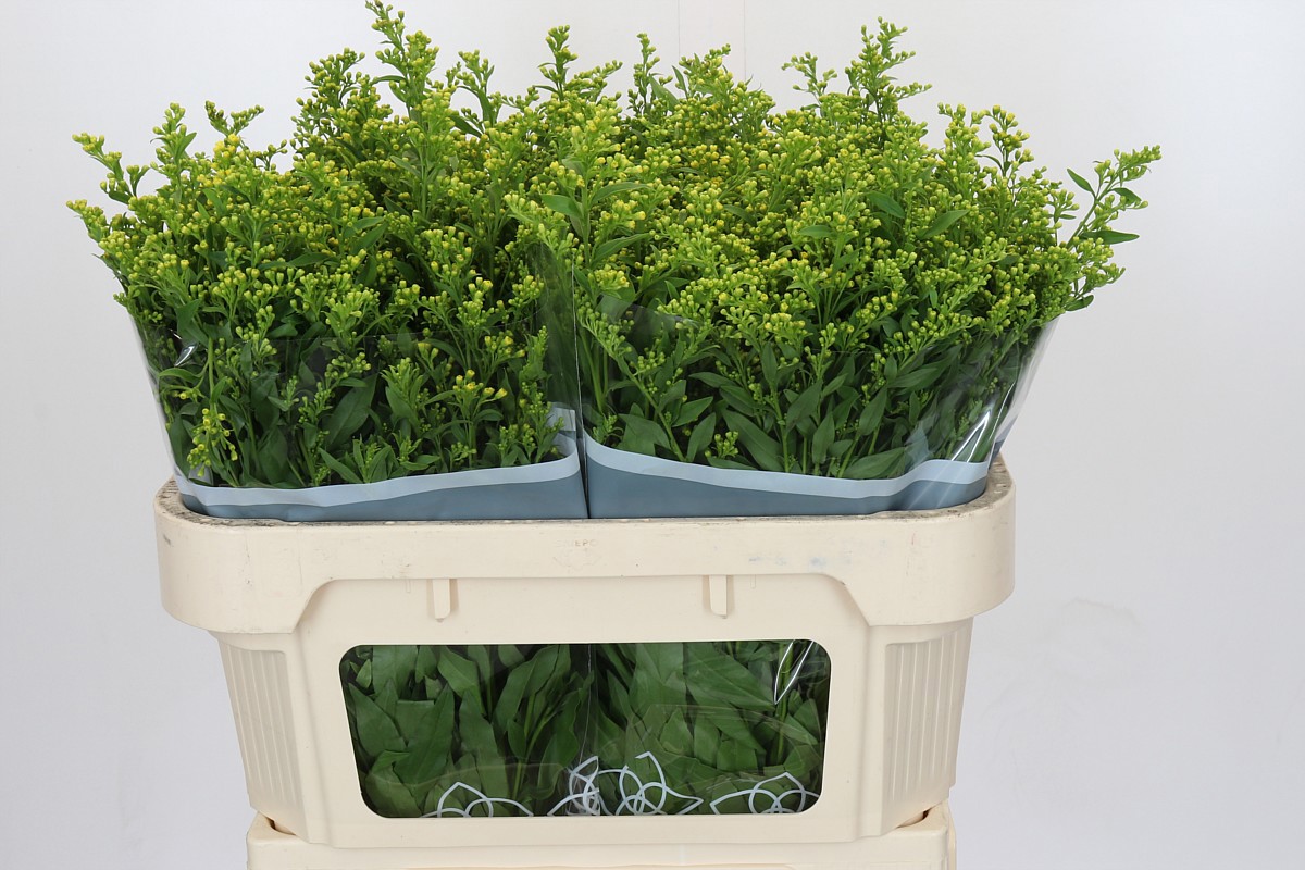 Солидаго Голден Глори 70 (желт.), шт.