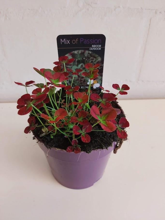 Trifolium repens ISABELLA Isabella, D 12