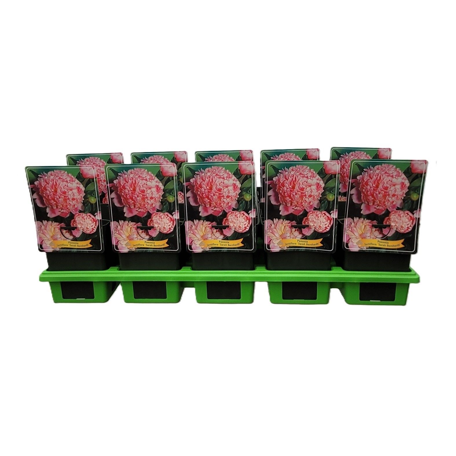 Paeonia Lactiflora 'Sarah Bernhardt' P11, D 11