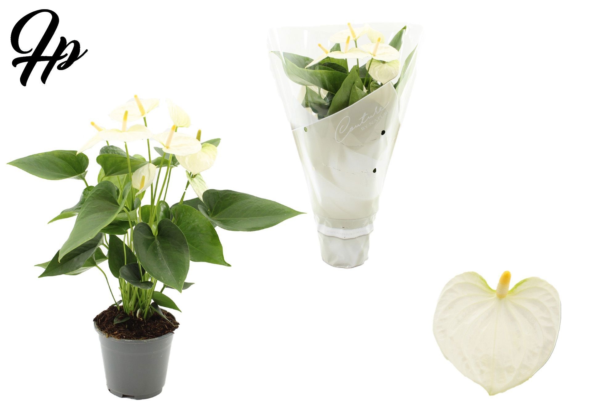 Anthurium 14 cm Cocos in Couture sleeve, D 14