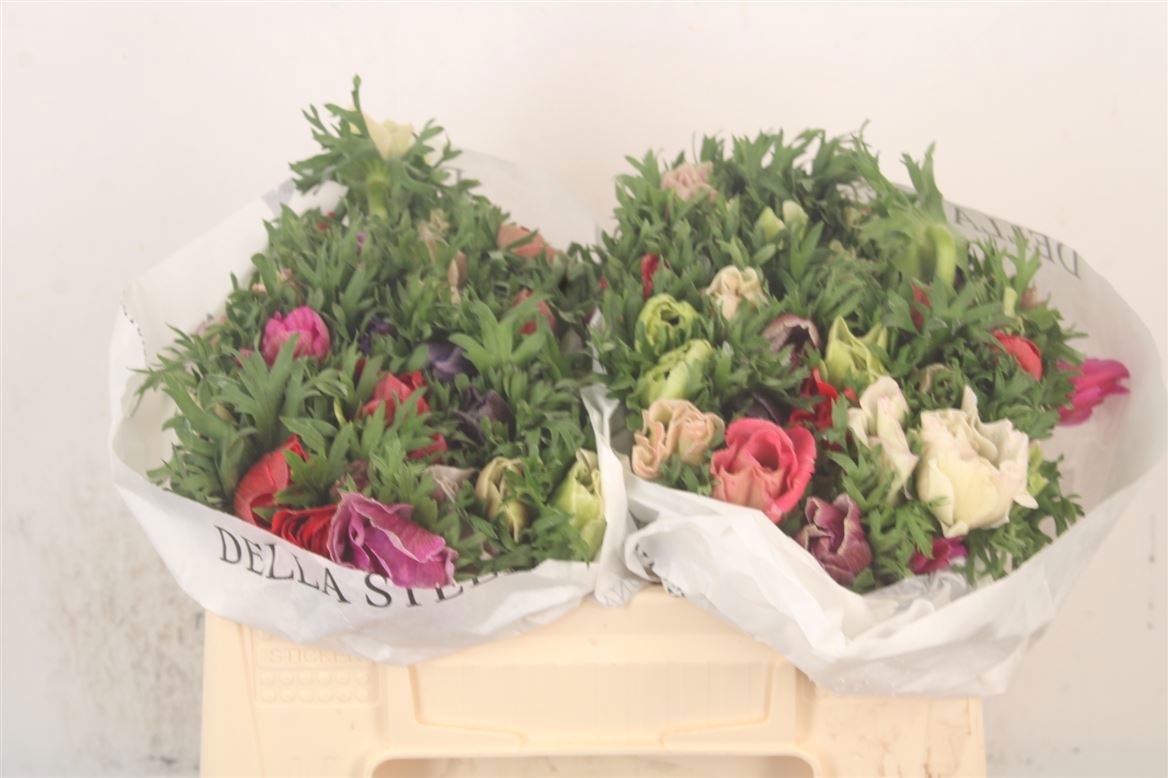 Анемон Кор. Овериг 30, шт.