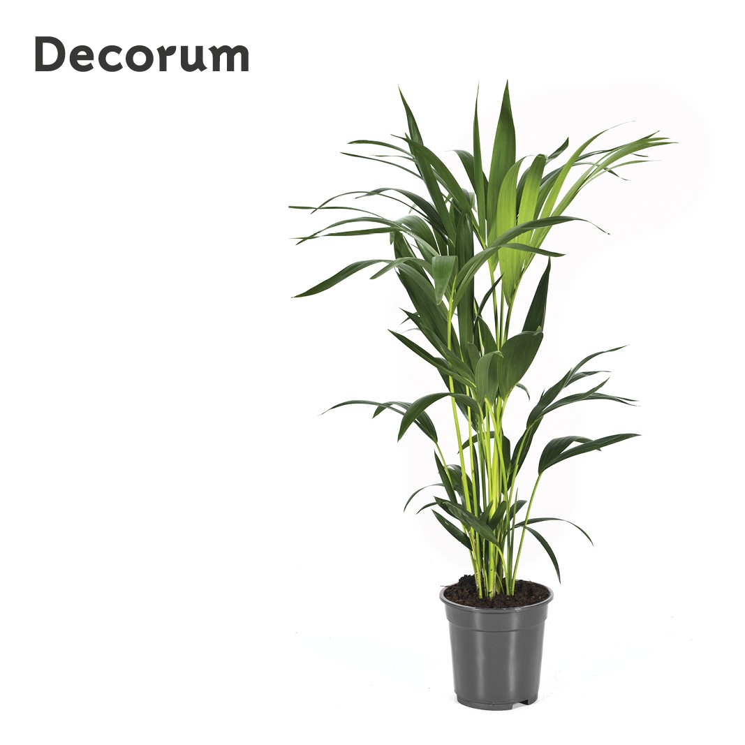 Howea forsteriana 80cm (Kentia) Decorum, D 17