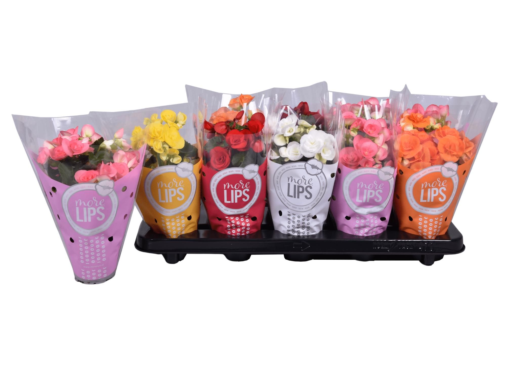 MoreLIPS Begonia Mix, D 9